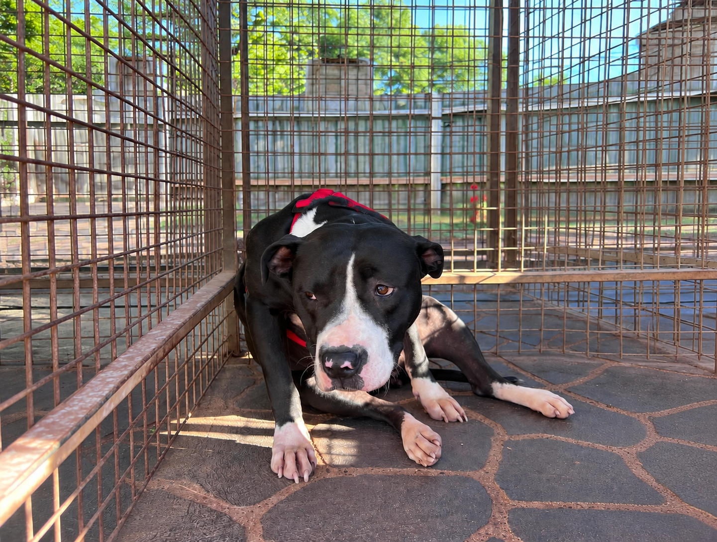 A rescued dog waiting in a shelter kennel A rescued dog waiting in a shelter kennel