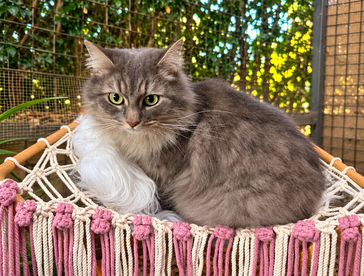 A rescued cat resting in a hammock bed A rescued cat resting in a hammock bed
