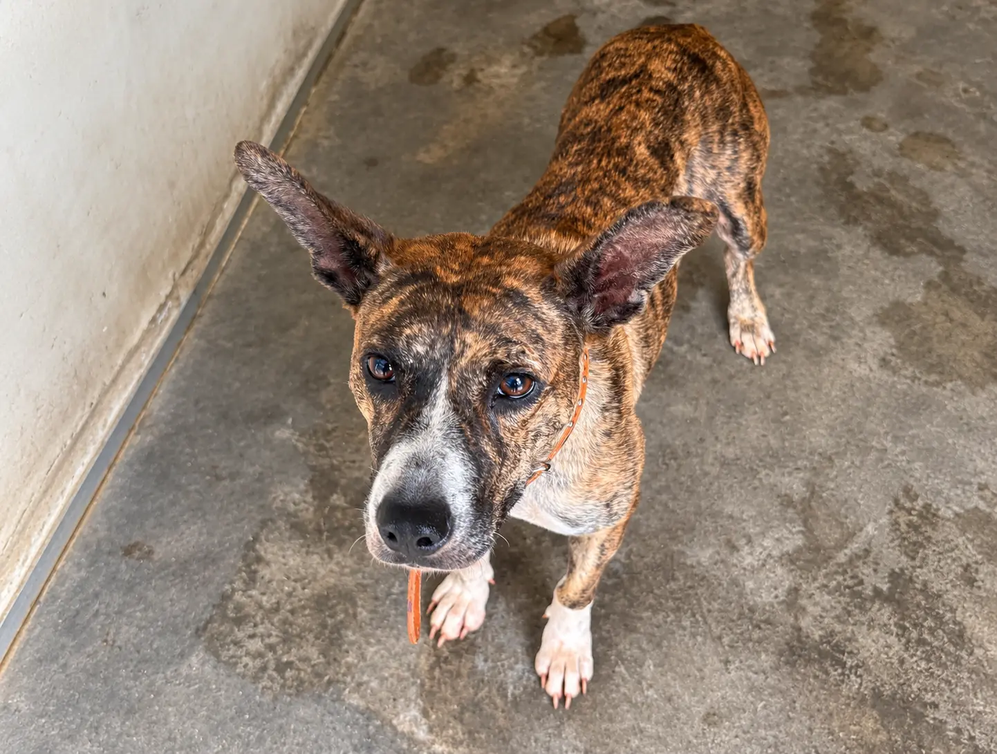 A senior rescue dog looking up at the camera A senior rescue dog looking up at the camera