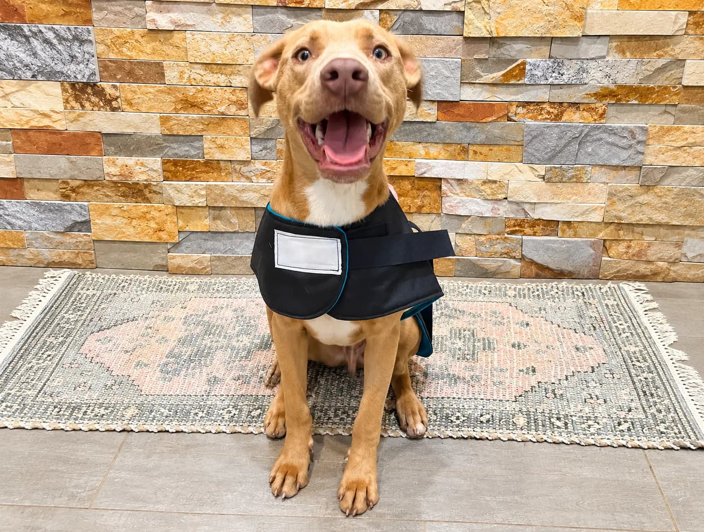 A happy rescue dog wearing a warm coat A happy rescue dog wearing a warm coat